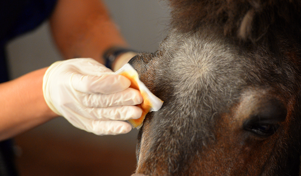 Bild eines Ponys, welches am Auge behandelt wird.